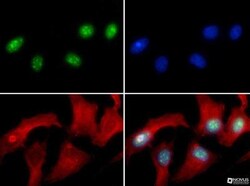 Histone H3, Asym-dimethyl Arg8 Antibody - BSA Free, Novus Biologicals 0.05 mg | Buy Online | Novus Biologicals | Fisher Scientific